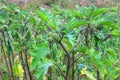 Datura AngelÃ¢â¬â¢s Trumpet is growing in garden. Fruit of Datura in with blurred effect background.